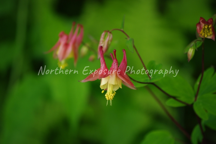 Iowa Flowers