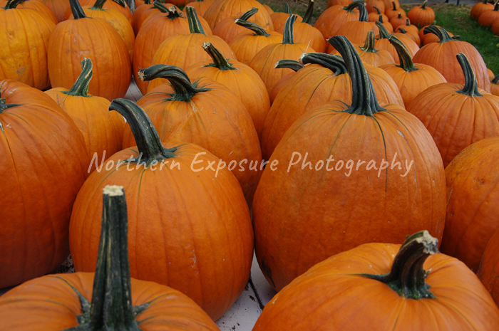 Iowa Pumpkins